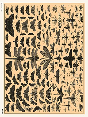 onthewall Schmetterling Diagramm Natural History 30 x 40 cm Kunstdruck Poster von onthewall