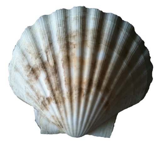 Shell Muschel - Jakobsmuschel Ragoutschale Deep Scallop von osters muschel-sammler-shop