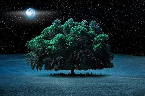 BILD TAPETE PAPERMOON, Baum in Landschaft bei Nacht,VLIES Fototapete, Digitaldruck, ink. KLEISTER, verschiedene Größen von papermoon