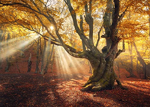 BILD TAPETE PAPERMOON, Magischer alter Baum-Herbstwald,VLIES Fototapete, Digitaldruck, ink. KLEISTER, verschiedene Größen von papermoon