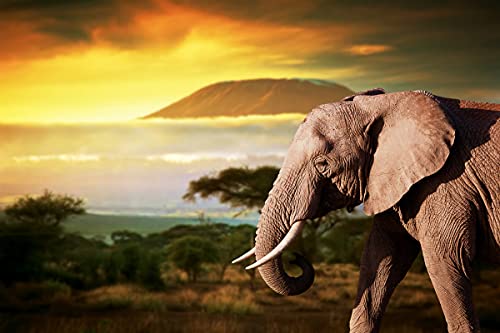 BILD TAPETE PAPERMOON, Elefant von Kilimanjaro,VLIES Fototapete, Digitaldruck, ink. KLEISTER, verschiedene Größen von papermoon