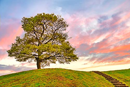 VLIES Fototapete, Digitaldruck, Baum in Landschaft von papermoon