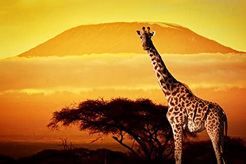 BILD TAPETE PAPERMOON, Giraffe von Kilimanjaro,VLIES Fototapete, Digitaldruck, ink. KLEISTER, verschiedene Größen von papermoon