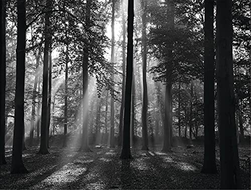 BILD TAPETE PAPERMOON, Forrest Morgen in Schwarz/Weiß,VLIES Fototapete, Digitaldruck, ink. KLEISTER, verschiedene Größen von papermoon