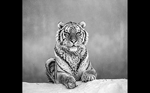 BILD TAPETE PAPERMOON, Tiger Portrait Schwarz/Weiß,VLIES Fototapete, Digitaldruck, ink. KLEISTER, verschiedene Größen von papermoon