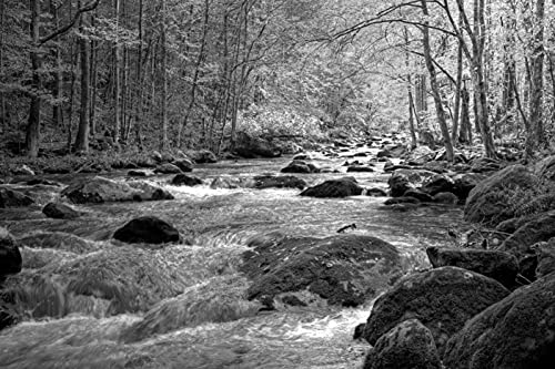 BILD TAPETE PAPERMOON, Fluss im Wald Schwarz/Weiß,VLIES Fototapete, Digitaldruck, ink. KLEISTER, verschiedene Größen von papermoon