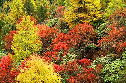 BILD TAPETE PAPERMOON, Herbst Wald,VLIES Fototapete, Digitaldruck, ink. KLEISTER, verschiedene Größen von papermoon