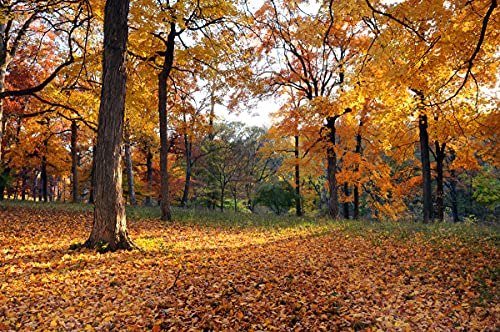 BILD TAPETE PAPERMOON, Herbstwald,VLIES Fototapete, Digitaldruck, ink. KLEISTER, verschiedene Größen von papermoon