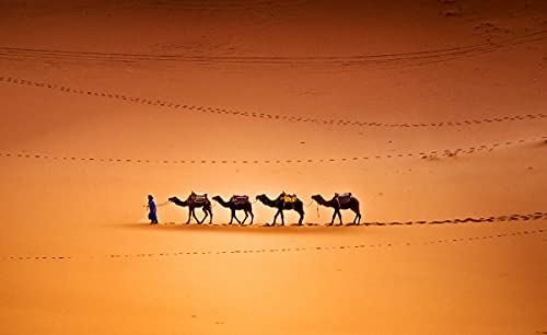 BILD TAPETE PAPERMOON, kamele in Wüste,VLIES Fototapete, Digitaldruck, ink. KLEISTER, verschiedene Größen von papermoon