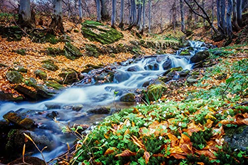 BILD TAPETE PAPERMOON, Fluss im Wald,VLIES Fototapete, Digitaldruck, ink. KLEISTER, verschiedene Größen von papermoon