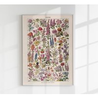 Fleur, The Classic Vintage Blumen Chart Von Adolphe Millot Poster Art Print von patroastudio