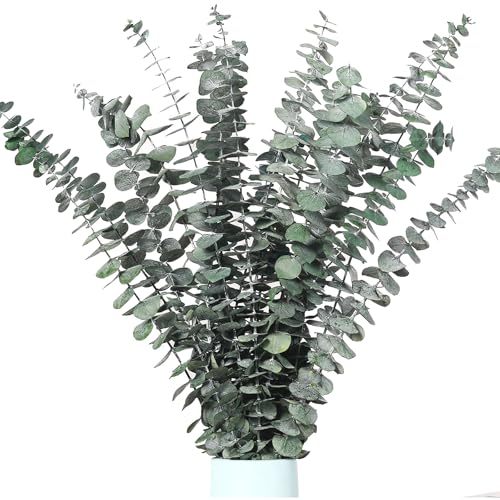 pclapora 12 Stück Natürliche Getrocknete Eukalyptus, Natürlichen Echten Grünen Eukalyptusblättern, Natürliche Trockenblumen Eukalyptus Deko, für Zimmer, Zuhause, Hochzeit Party Tischdeko Dekoration von pclapora