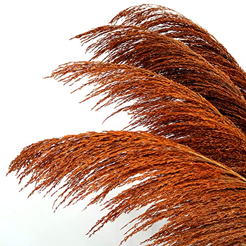 Gebranntes orangefarbenes Pampasgras Dekor hoch 8 Stück 80 cm großes natürliches getrocknetes buntes Pampasgras braune Pampasblümchen mit Trockenblumenaroma Lange getrocknete Pflanze von penepico