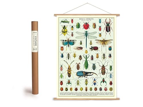 Vintage Poster Set mit Holzleisten (Rahmen) und Schnur zum Aufhängen, Motiv Käfer und Insekten von percasa