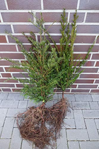 10 Eiben 50-80cm Wurzelware Gartenhecke Heckenpflanzen Immergrüne Pflanze Taxus baccata Eiben von pflanzhits