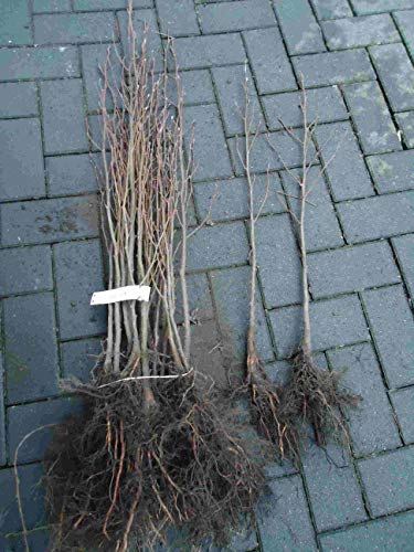 100st. Schwarz - Roterlen 50-80cm Alnus glutinosa Forstpflanzen Erlen Wurzelware Brennholz von PFLANZHITS Ihr Pflanzenpartner