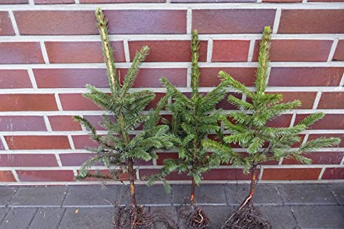 25st. Blaufichten "picea pungens glauca" 25-50cm Blaufichte Wurzelware Fichte Weihnachtsbaum von pflanzhits