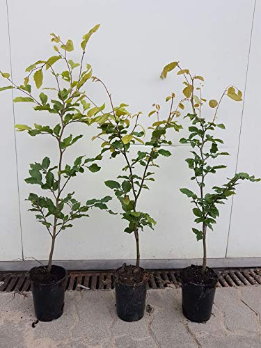 50st. Rotbuchen 60-80cm im Topf Gartenhecke Heckenpflanzen Fagus sylvatica Rotbuche von pflanzhits