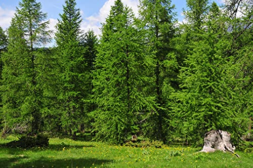 5st. Blaufichten "Picea pungens glauca" 20-40cm Blaufichte Wurzelware Fichte Tanne Nadelgehölz von pflanzhits