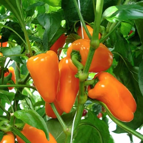 100 Stück Paprika-Gemüsesamen zum Anpflanzen von Orange 100 Stück Paprika-Gemüsesamen zum Anpflanzen von Orange von phomobida