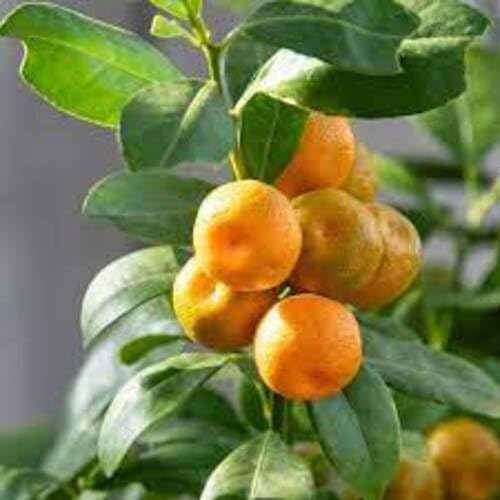 50 Stück Calamansi-Fruchtsamen Orange von phomobida