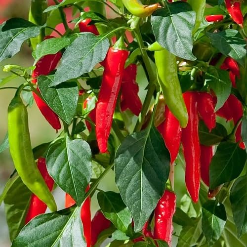 80 Stück Chili-Pfeffer-Gemüsesamen Rot 80 Stück Chili-Pfeffer-Gemüsesamen Rot von phomobida