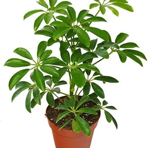 80 Stück Schefflera Pflanzensamen Grün von phomobida