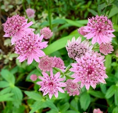 Astrantia Blumensamen 100 Stück zum Anpflanzen rosa Astrantia Blumensamen 100 Stück zum Anpflanzen rosa von phomobida