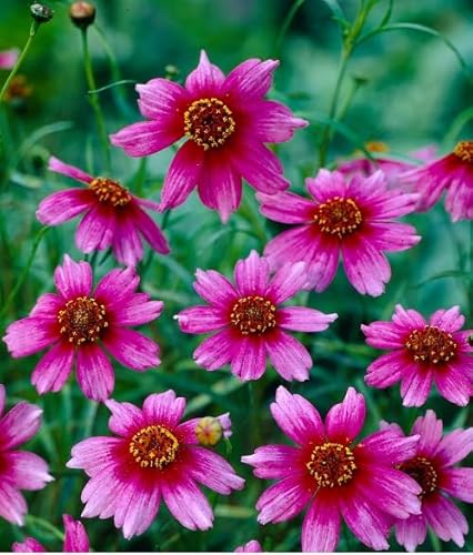 Coreopsis Blumensamen rosa 100 Stück Coreopsis Blumensamen rosa 100 Stück von phomobida