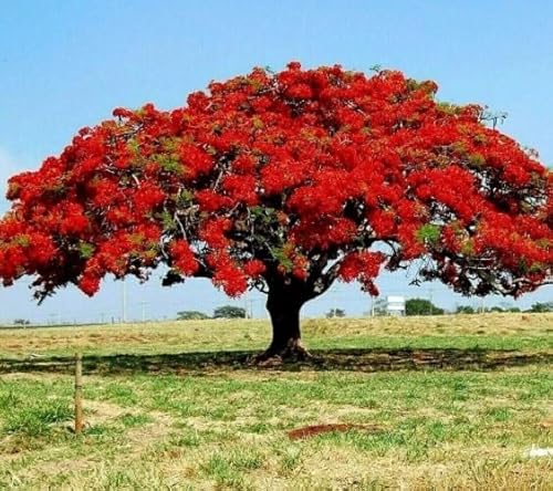 Flamboyant Tree Seeds Red 10pcs von phomobida