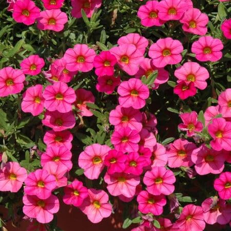 Frische Calibrachoa-Blumensamen, 100 Stück, Rosa Frische Calibrachoa-Blumensamen, 100 Stück, Rosa von phomobida