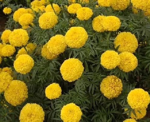 Frische Ringelblumensamen 100 Stück zum Anpflanzen Gelb von phomobida