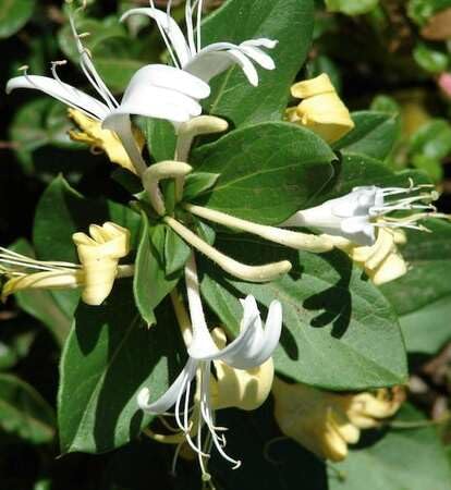 Frische neue Geißblatt-Blumensamen, 100 Stück, weiß Frische neue Geißblatt-Blumensamen, 100 Stück, weiß von phomobida