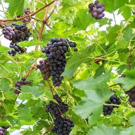 Frische neue Traubenfruchtsamen zum Anpflanzen, 70 Stück, schwarz Frische neue Traubenfruchtsamen zum Anpflanzen, 70 Stück, schwarz von phomobida