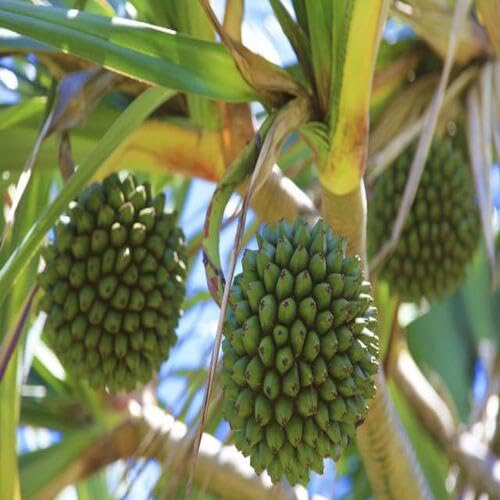 Giant New Screw Pine Tree Seeds 10pcs For Planting Green von phomobida