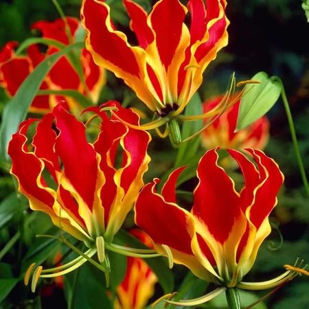 Gloriosa Blumensamen zum Anpflanzen, Rot Gloriosa Blumensamen zum Anpflanzen, Rot von phomobida