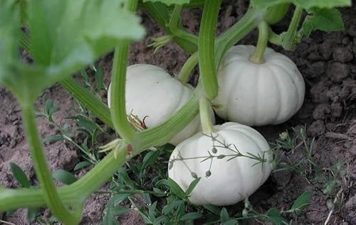 Kürbis-Gemüsesamen 60 Stück zum Anpflanzen Grün Weiß Kürbis-Gemüsesamen 60 Stück zum Anpflanzen Grün Weiß von phomobida