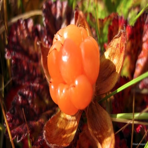 Moltebeere Fruchtsamen Orange 30 Stück von phomobida