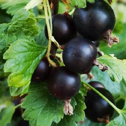 Neu Frische 60 stücke jostabeere obst samen Schwarz von phomobida