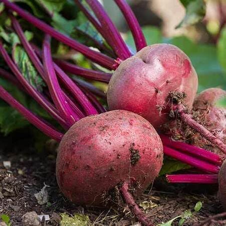 Neu Frische Rote Bete Gemüsesamen 50 stücke Für Die Bepflanzung Neu Frische Rote Bete Gemüsesamen 50 stücke Für Die Bepflanzung von phomobida