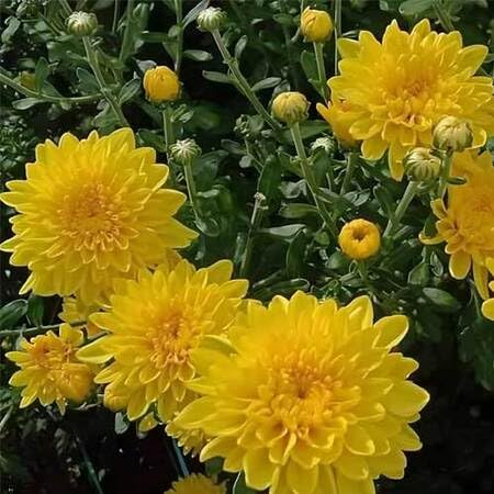 Neue Riesen-Chrysanthemen-Blumensamen zum Anpflanzen von Gelb Neue Riesen-Chrysanthemen-Blumensamen zum Anpflanzen von Gelb von phomobida