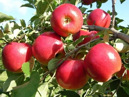 Neue frische 20 Stücke rote Apfelfruchtsamen von phomobida