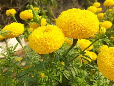 Ringelblumensamen 100 Stück zum Anpflanzen Gelb Ringelblumensamen 100 Stück zum Anpflanzen Gelb von phomobida