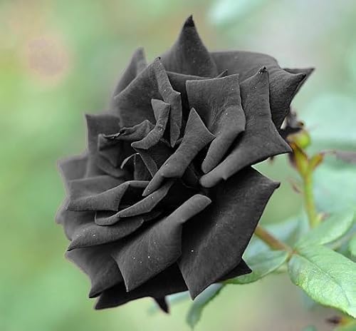 Rosenblütensamen zum Anpflanzen Schwarz Rosenblütensamen zum Anpflanzen Schwarz von phomobida