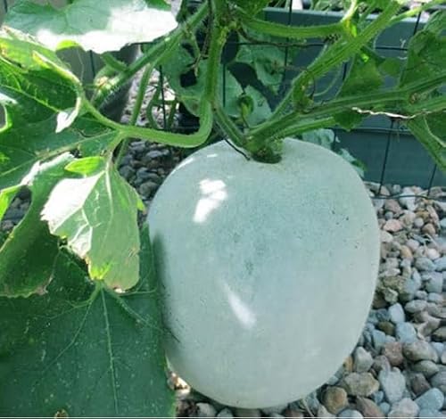 weißes Aschenkürbisgemüse Samen von phomobida