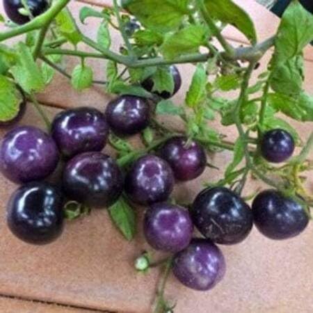 Tomatillo Gemüsesamen Violett 100 Stück zum Anpflanzen Tomatillo Gemüsesamen Violett 100 Stück zum Anpflanzen von phomobida