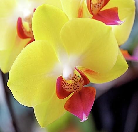 ginat Neue Orchideenblumensamen zum Anpflanzen, Gelb ginat Neue Orchideenblumensamen zum Anpflanzen, Gelb von phomobida