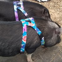 Flanell Mini Schwein Geschirr - Sie Wählen Stoff von piggear