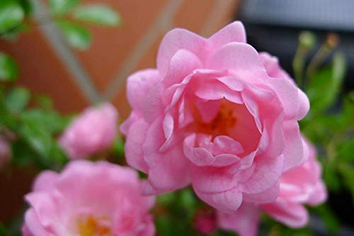 20x Bodendeckerrose Rosa The Fairy reich blühende robuste Rose extra buschig Bodendeckerrosen Sommerblüher (20) von pille-baumschulen