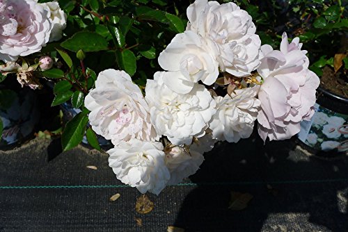20x Bodendeckerrose Sea Foam reichblühende weisse Blütenpracht kräftige Bodendecker Rose Rosen (20) von pille baumschulen